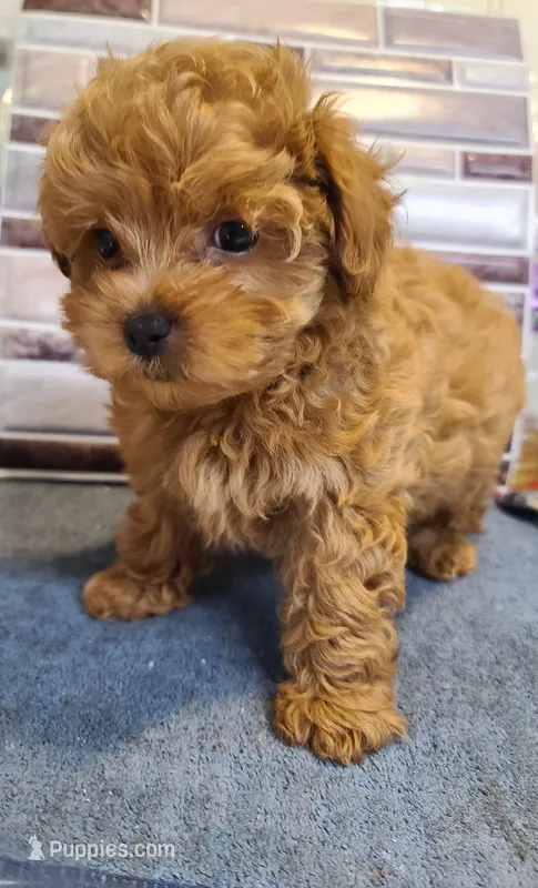 Sophia  – Poodle - Toy , Bichpoo puppy on hold in Wentworth, MO