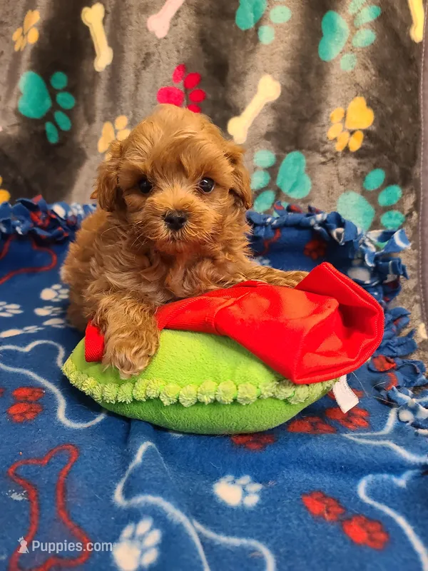 Rowdy – Maltipoo, Poodle - Toy  puppy for sale in Wentworth, MO