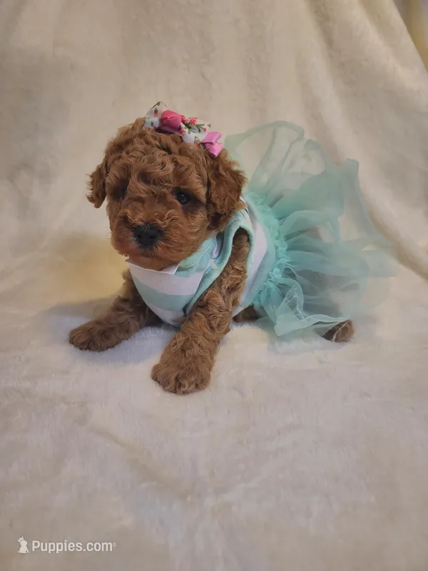 Princess  – Poodle - Toy , Bichpoo puppy for sale in Wentworth, MO