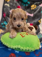 Gus, a male Maltipoo and Poodle - Toy  for sale in Wentworth, MO – 6 of 6