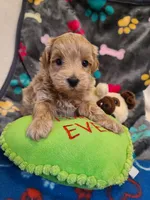 Gus, a male Maltipoo and Poodle - Toy  for sale in Wentworth, MO – 2 of 6