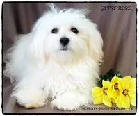 Candy, a  Maltipoo and Poodle - Toy  for sale in Wentworth, MO – 8 of 10