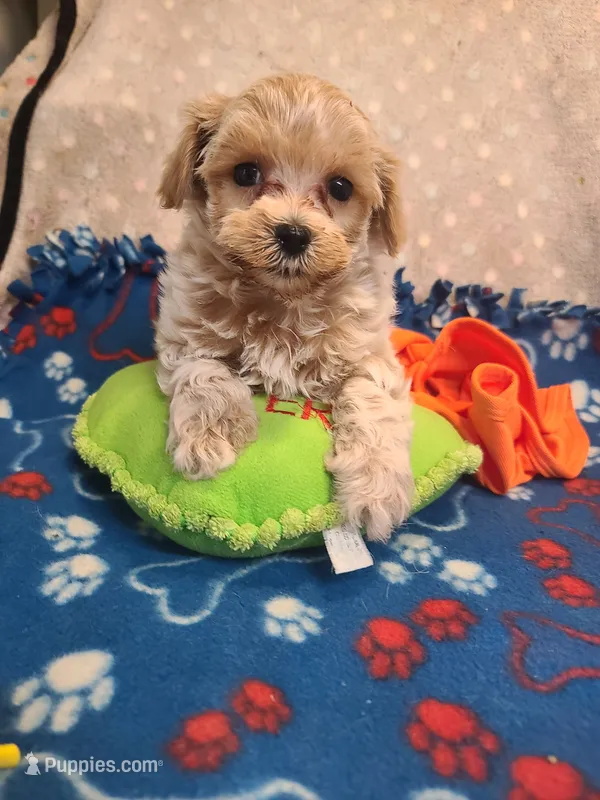 Carson  – Maltipoo, Poodle - Toy  puppy for sale in Wentworth, MO