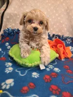 Carson , a male Maltese and Poodle - Toy  for sale in Wentworth, MO – 5 of 7