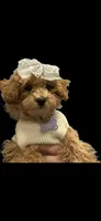 Candy, a  Maltipoo and Poodle - Toy  for sale in Wentworth, MO – 2 of 10
