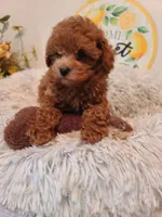 REDBULL , a male Maltipoo and Poodle - Toy  for sale in Wentworth, MO – 3 of 6