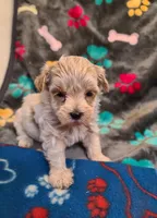 Candy, a male Maltipoo and Poodle - Toy  for sale in Wentworth, MO – 2 of 5