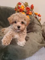 Ranger , a male Maltipoo and Poodle - Toy  for sale in Wentworth, MO – 5 of 6