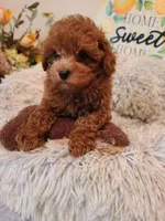 REDBULL , a male Maltipoo and Poodle - Toy  for sale in Wentworth, MO – 4 of 6