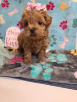 Josiah, a female Maltipoo and Poodle - Toy  for sale in Wentworth, MO – 4 of 10