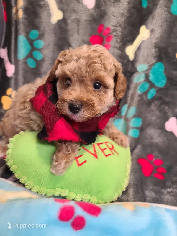 Pickles – Poodle - Toy , Bichpoo puppy for sale in Wentworth, MO