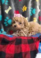 Sophia , a female Poodle - Toy  and Bichpoo for sale in Wentworth, MO – 5 of 7