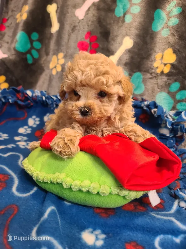 Rascal  – Maltipoo, Poodle - Toy  puppy for sale in Wentworth, MO