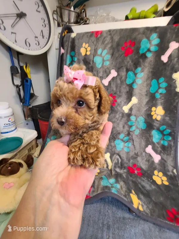 Jazzie – Maltipoo, Poodle - Toy  puppy for sale in Wentworth, MO