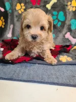 Joey, a male Maltipoo and Poodle - Toy  for sale in Wentworth, MO – 3 of 6
