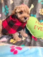 Pickles, a male Poodle - Toy  and Bichpoo for sale in Wentworth, MO – 2 of 3
