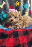 Sophia , a female Poodle - Toy  and Bichpoo for sale in Wentworth, MO – 6 of 7