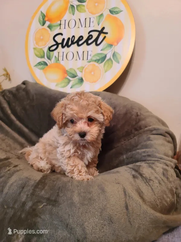 Ranger  – Maltipoo, Poodle - Toy  puppy for sale in Wentworth, MO