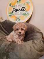 Ranger , a male Maltipoo and Poodle - Toy  for sale in Wentworth, MO – 1 of 6