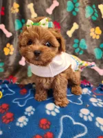 Pixie , a female Maltipoo and Poodle - Toy  for sale in Wentworth, MO – 3 of 7