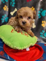 Rowdy, a male Maltipoo and Poodle - Toy  for sale in Wentworth, MO – 3 of 6