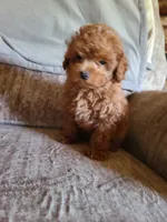 REDBULL , a male Maltipoo and Poodle - Toy  for sale in Wentworth, MO – 6 of 6