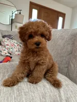 Candy, a  Maltipoo and Poodle - Toy  for sale in Wentworth, MO – 9 of 10