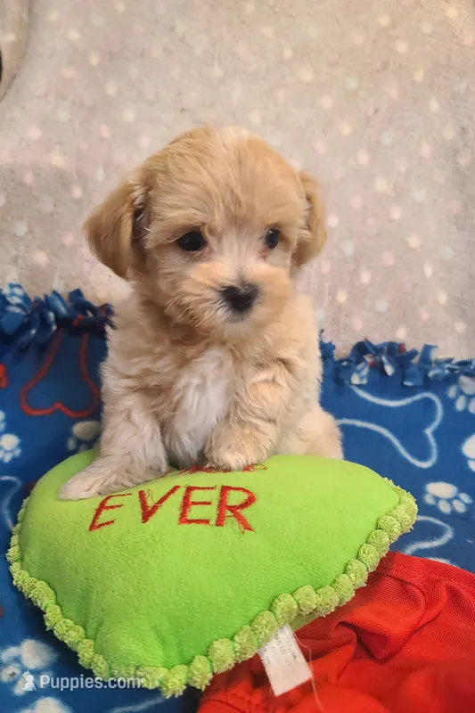 Casper  – Maltipoo, Poodle - Toy  puppy for sale in Wentworth, MO