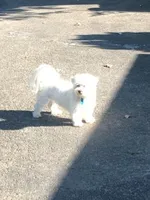 Candy, a  Maltipoo and Poodle - Toy  for sale in Wentworth, MO – 1 of 10