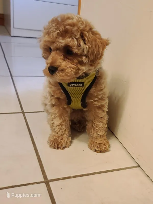 Benny – Bichpoo puppy for sale in Wentworth, MO