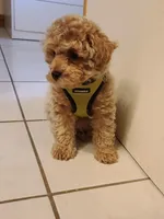 Benny, a male Bichpoo for sale in Wentworth, MO – Photo 1 of 2