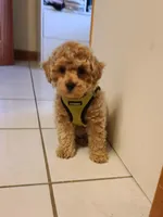 Benny, a male Bichpoo for sale in Wentworth, MO – Photo 2 of 2