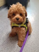 Teddy , a  Maltipoo and Poodle - Toy  for sale in Wentworth, MO – 3 of 7