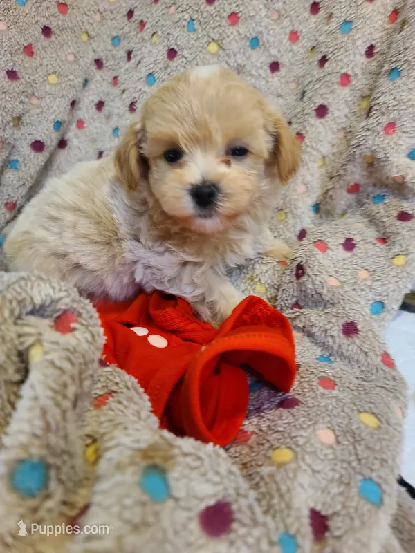 Casper  – Maltipoo, Poodle - Toy  puppy for sale in Wentworth, MO