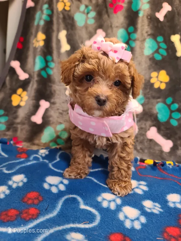 Lexie, a female Maltipoo and Poodle - Toy  for sale in Wentworth, MO – 1 of 6