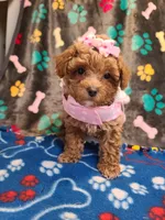 Lexie, a female Maltipoo and Poodle - Toy  for sale in Wentworth, MO – 1 of 6