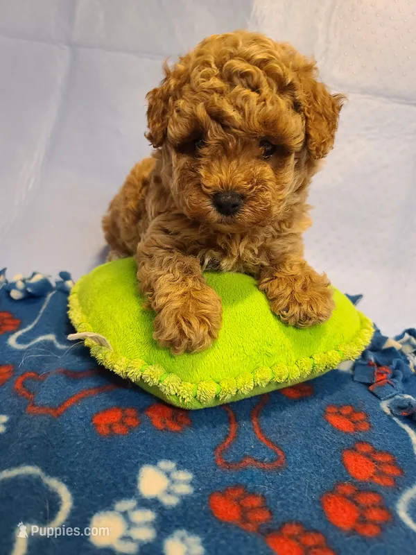 Princess  – Poodle - Toy , Bichpoo puppy for sale in Wentworth, MO