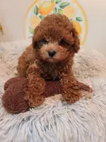 REDBULL , a male Maltipoo and Poodle - Toy  for sale in Wentworth, MO – 2 of 6