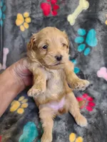 Candy, a female Poodle - Toy  and Havapoo for sale in Wentworth, MO – 3 of 5