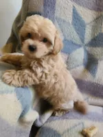 Teddy , a  Maltipoo and Poodle - Toy  for sale in Wentworth, MO – 7 of 7