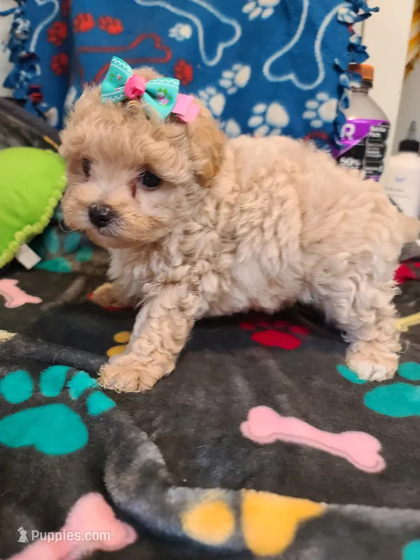 Sandy  – Poodle - Toy , Havapoo puppy for sale in Wentworth, MO