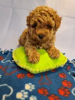 Symphony , a  Poodle - Toy  and Bichpoo for sale in Wentworth, MO – 3 of 4