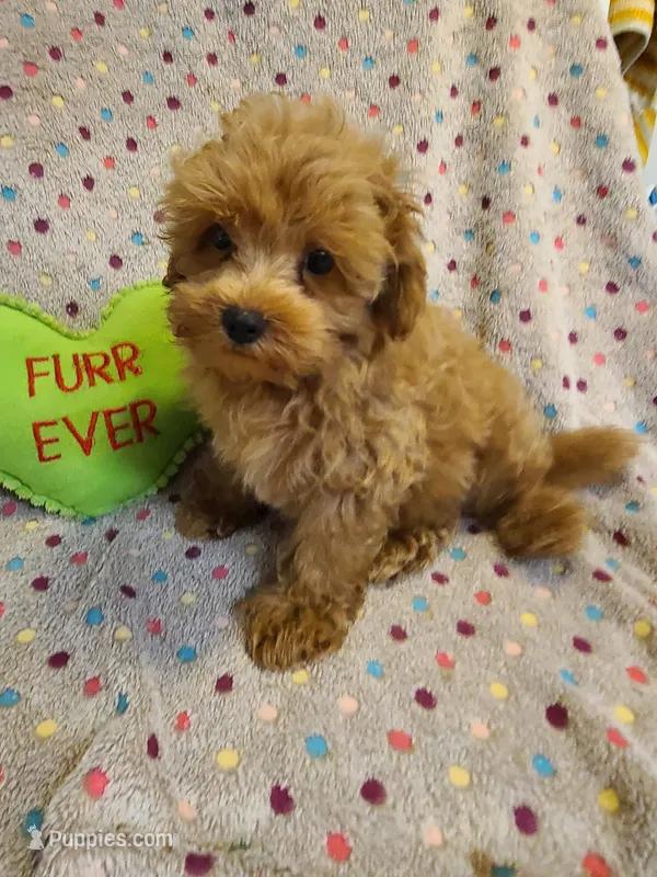 Frisco  – Maltipoo, Poodle - Toy  puppy for sale in Wentworth, MO