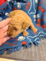 Princess , a female Poodle - Toy  and Bichpoo for sale in Wentworth, MO – 4 of 5
