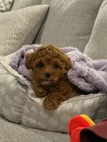 Sonny , a  Poodle - Toy  and Bichpoo for sale in Wentworth, MO – 6 of 6