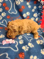 Ella, a female Bichpoo for sale in Wentworth, MO – Photo 4 of 4