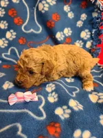 Ella, a female Bichpoo for sale in Wentworth, MO – Photo 2 of 4