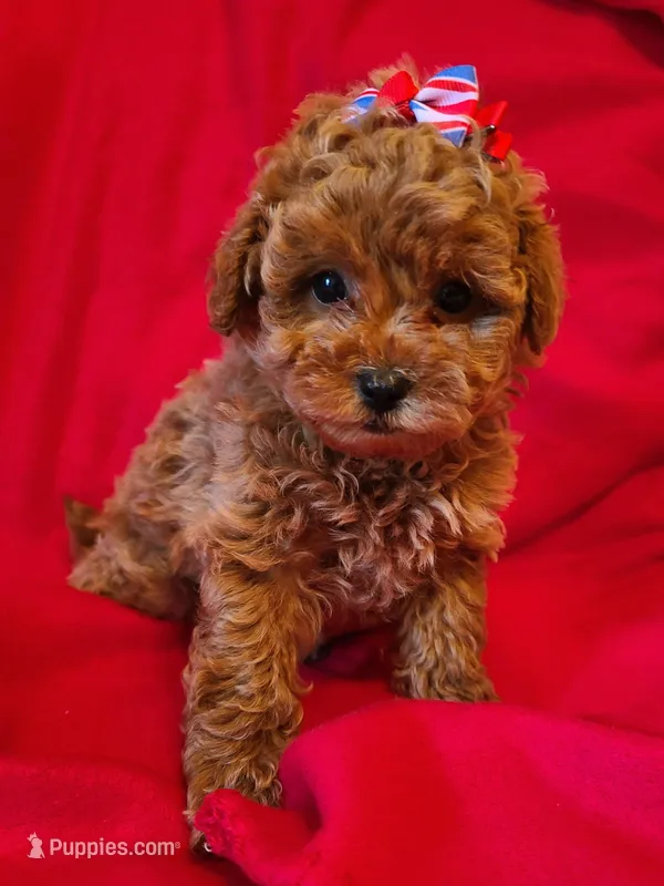 Ella – Bichpoo puppy for sale in Wentworth, MO