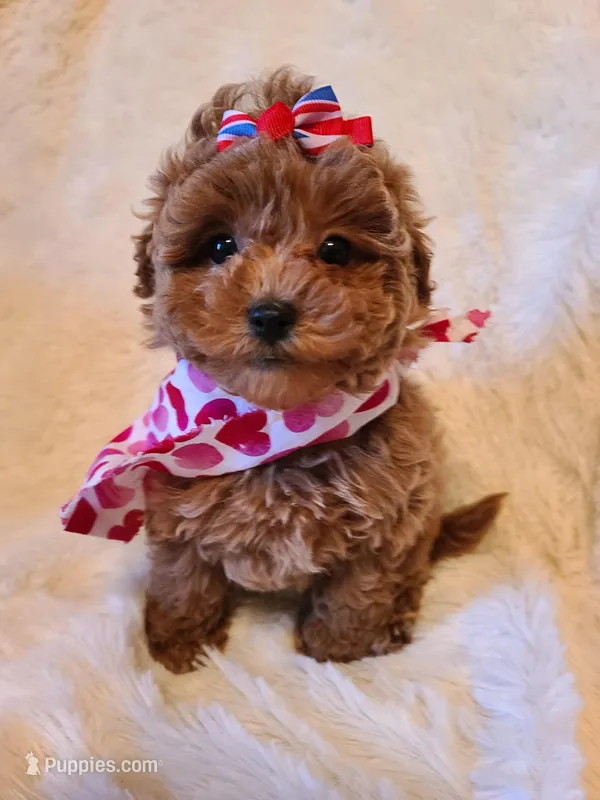 Ella – Bichpoo puppy for sale in Wentworth, MO