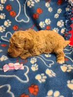 Ella, a female Bichpoo for sale in Wentworth, MO – Photo 1 of 4